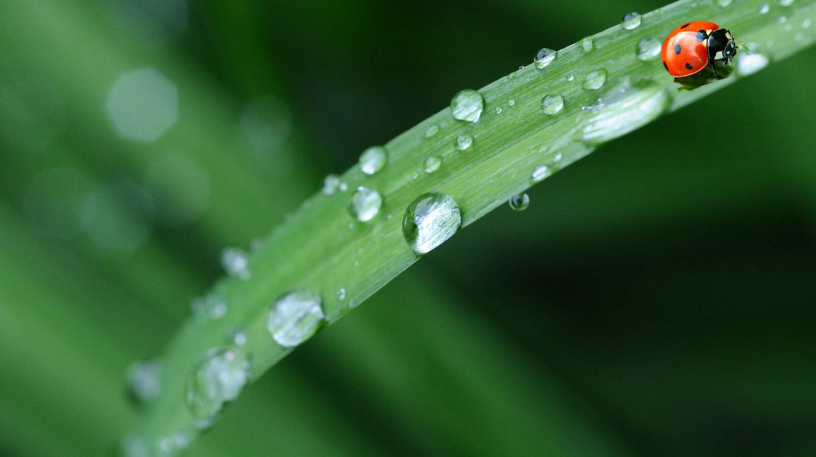 Récupération d’eaux pluviales