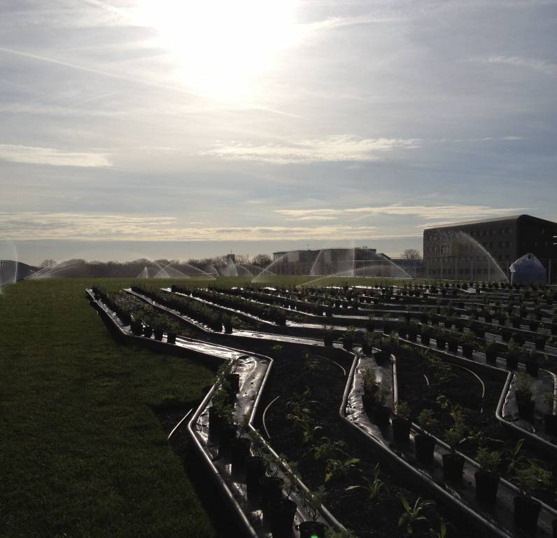 photo toiture végétalisée champs sur marne