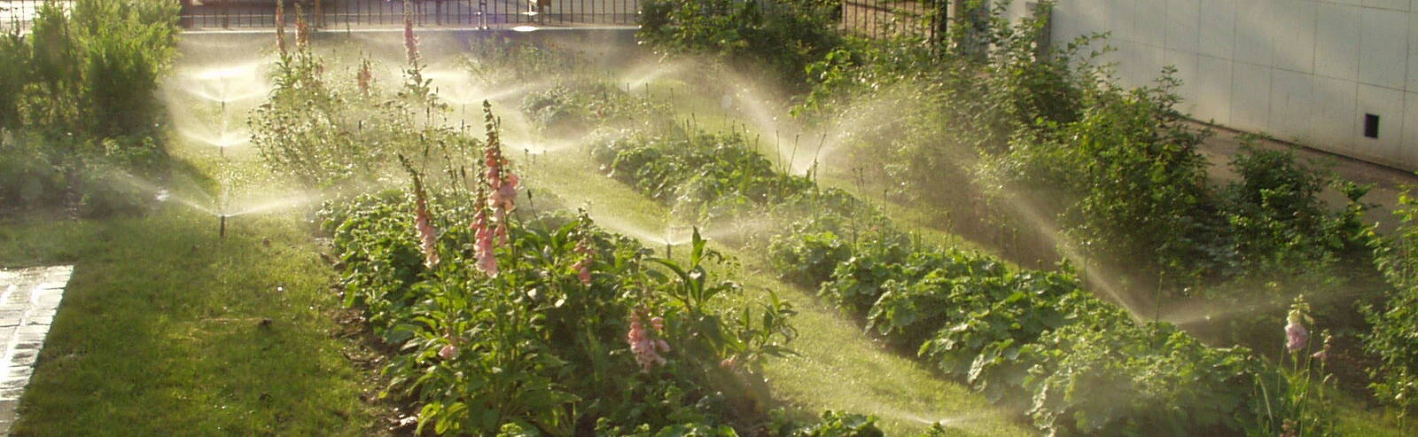 Ilots de chaleur : lutter avec des végétaux… et de l’eau !